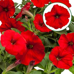 Bild von Petunia P12 FF Red